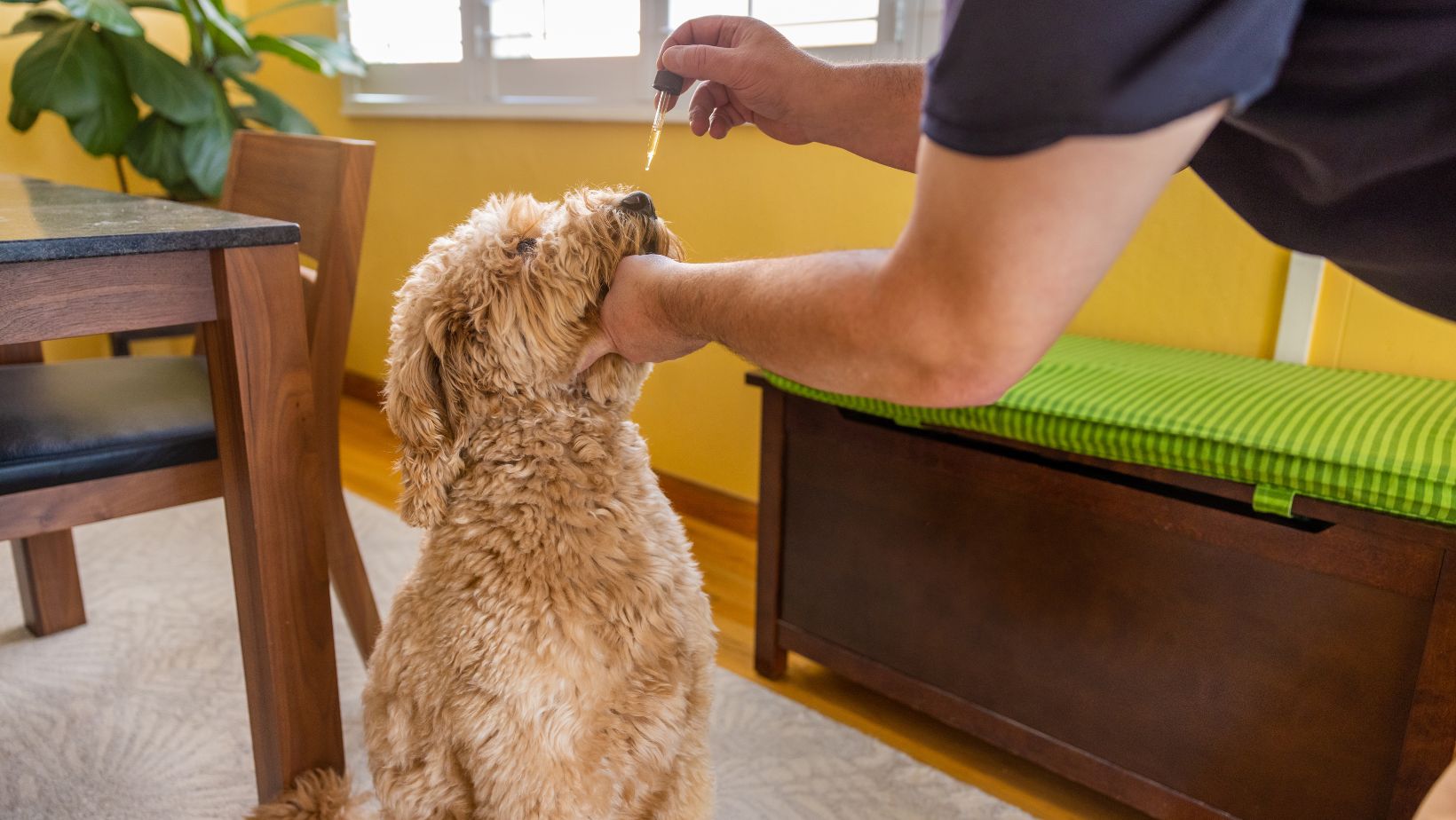 How Lengthy Does It Take for CBD to Paintings in Canine? 